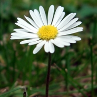 Bellis Perennis - The last daisy