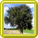 Der Birnbaum