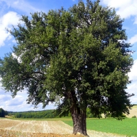 Der Birnbaum