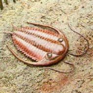 Trilobiten