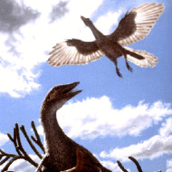 V&ouml;gel
